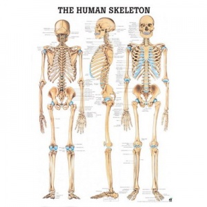 Rudiger Human Skeleton Anatomy Poster