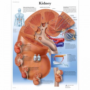 Kidney Chart