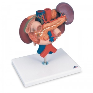 Kidney Model with Rear Organs (3-Part) - MedicalSupplies.co.uk