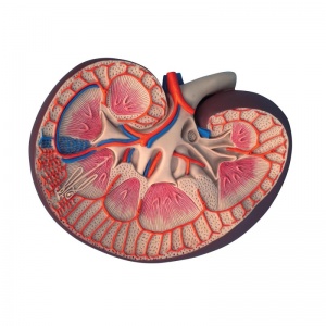 Kidney Section Model - MedicalSupplies.co.uk