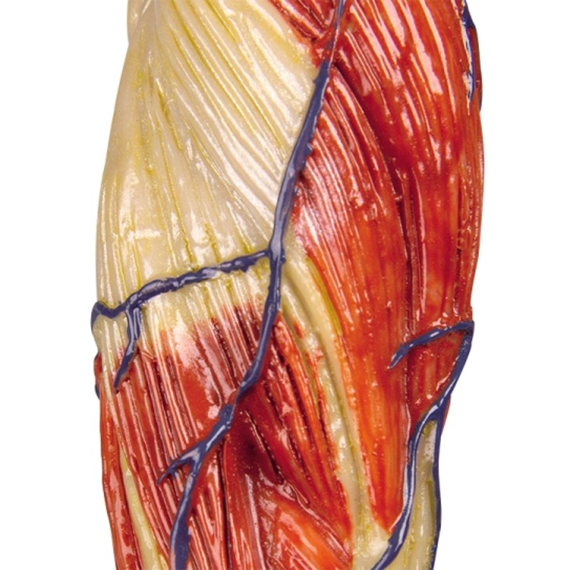 Anatomical Muscle Model (1:3 Scale) - MedicalSupplies.co.uk