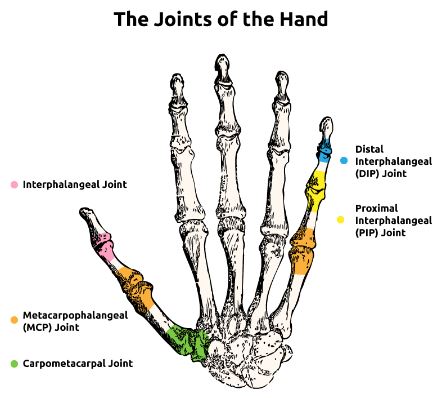 The Joints of the Hand The Joints of the Hand