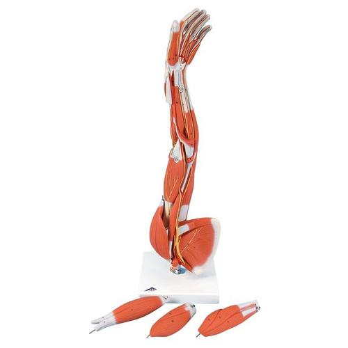 3/4 Life-Size Muscle Arm Model (6-Part) - MedicalSupplies.co.uk