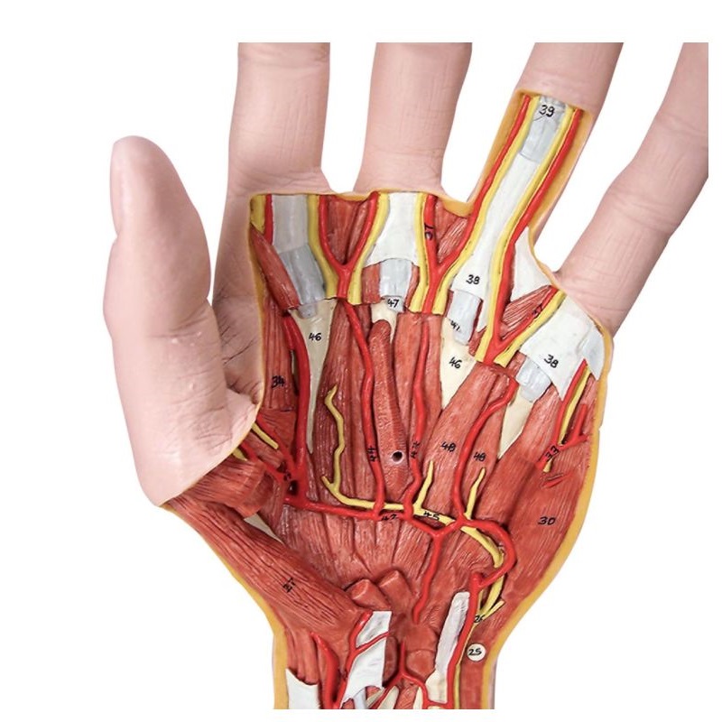 3-Part Internal Hand Structure Model - MedicalSupplies.co.uk