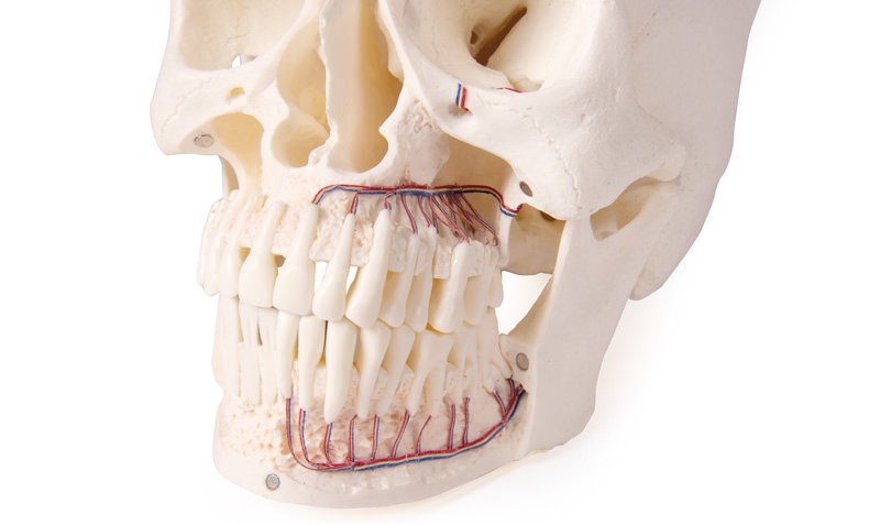 Erler Zimmer 5-Part Skull Dentistry Model - MedicalSupplies.co.uk