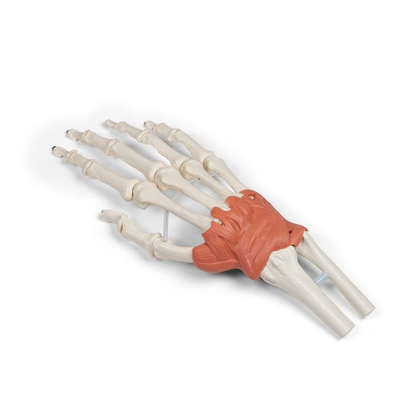 Skeleton Hand and Wrist Model - MedicalSupplies.co.uk