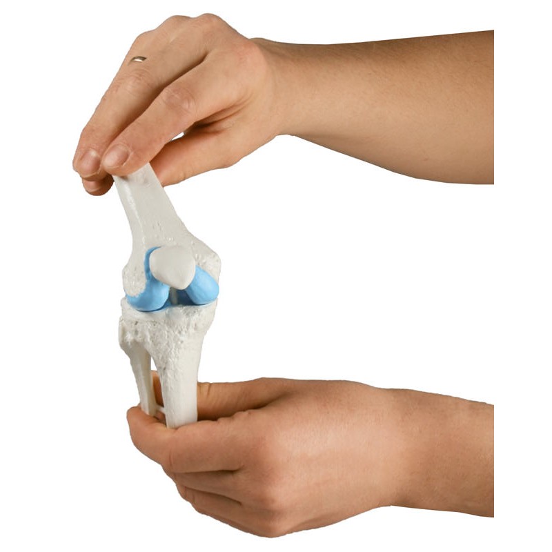 Erler-Zimmer Knee Joints Model - MedicalSupplies.co.uk