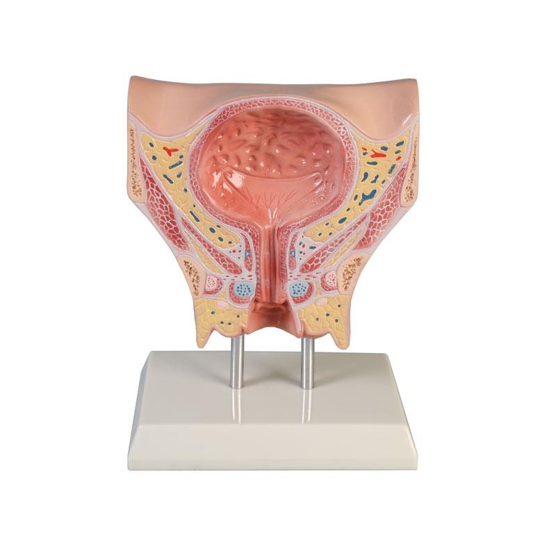 Erler-Zimmer Female Bladder Model - MedicalSupplies.co.uk