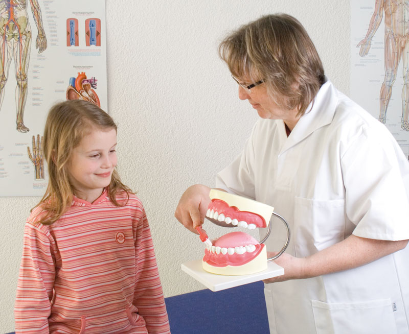 Dentist Showing Child How to Brush with the Erler-Zimmer Dental Model D216