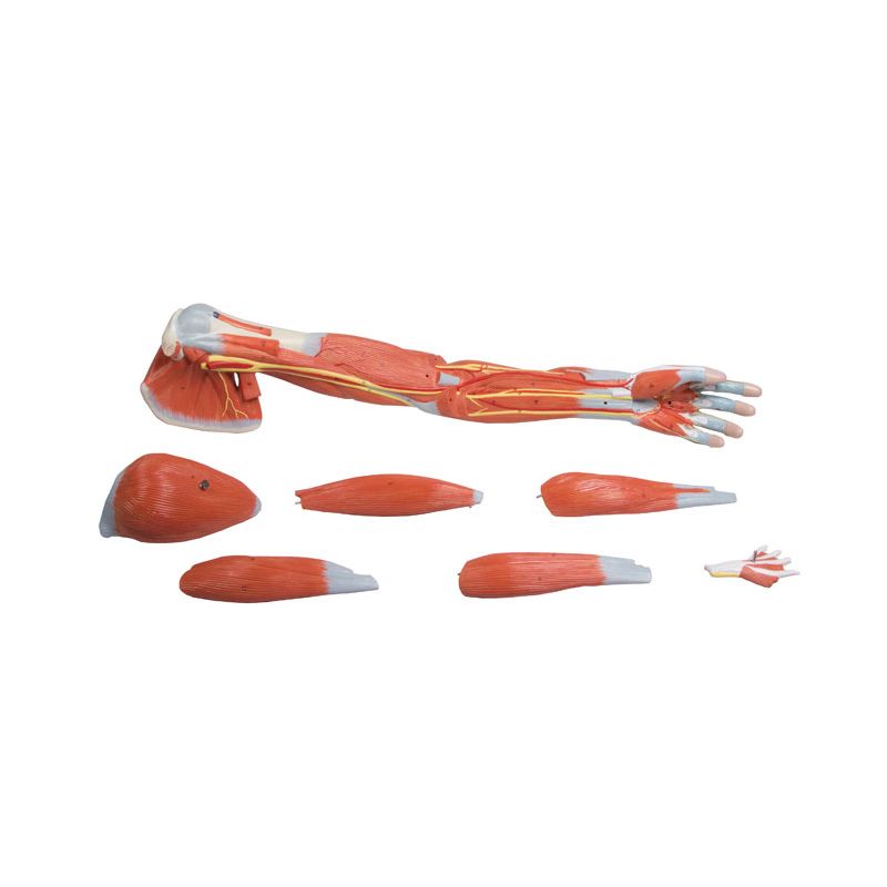 7-Part Arm Muscle Model - MedicalSupplies.co.uk