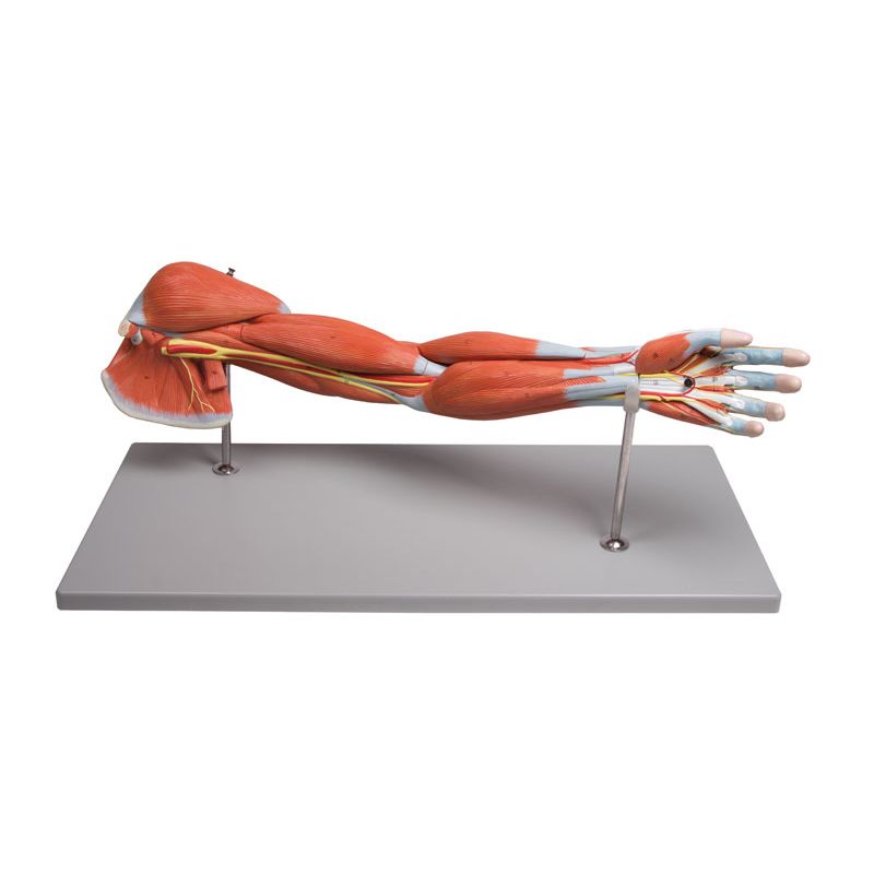 7-Part Arm Muscle Model - MedicalSupplies.co.uk
