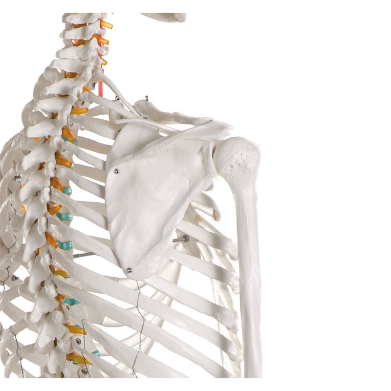 Full-Size Skeleton Model Oscar - MedicalSupplies.co.uk