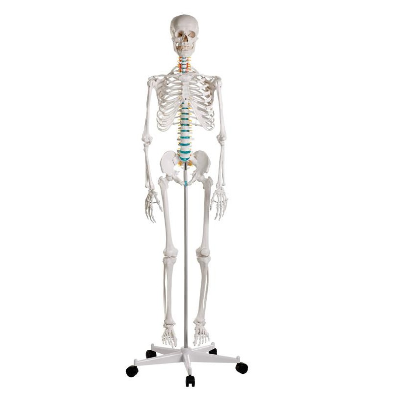 FullSize Skeleton Model Oscar MedicalSupplies.co.uk