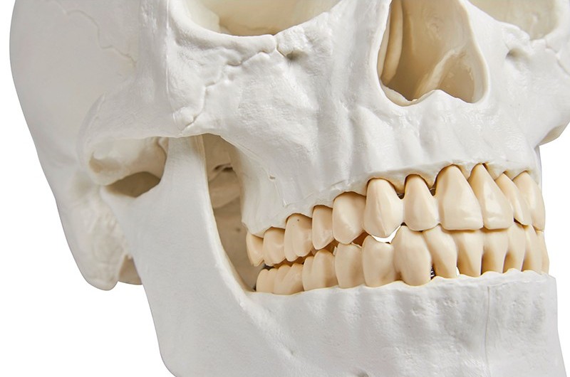 Erler-Zimmer Detailed Skull Model (3-Part) teeth detail