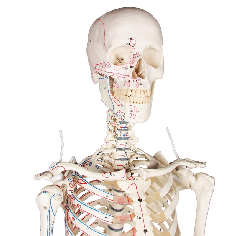 Full-Size Skeleton Model Arnold - MedicalSupplies.co.uk