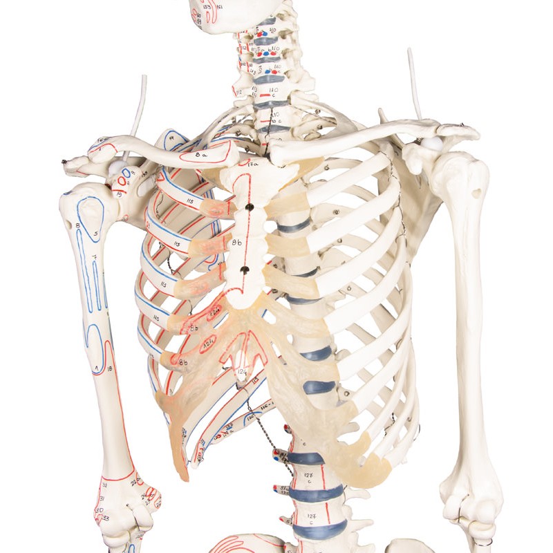 Full-Size Skeleton Model Arnold - MedicalSupplies.co.uk