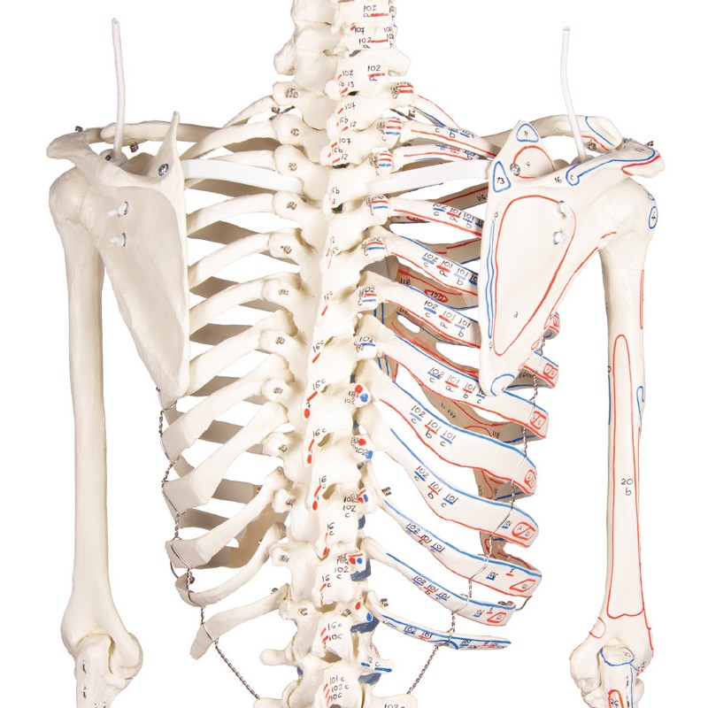 Full-Size Skeleton Model Arnold - MedicalSupplies.co.uk