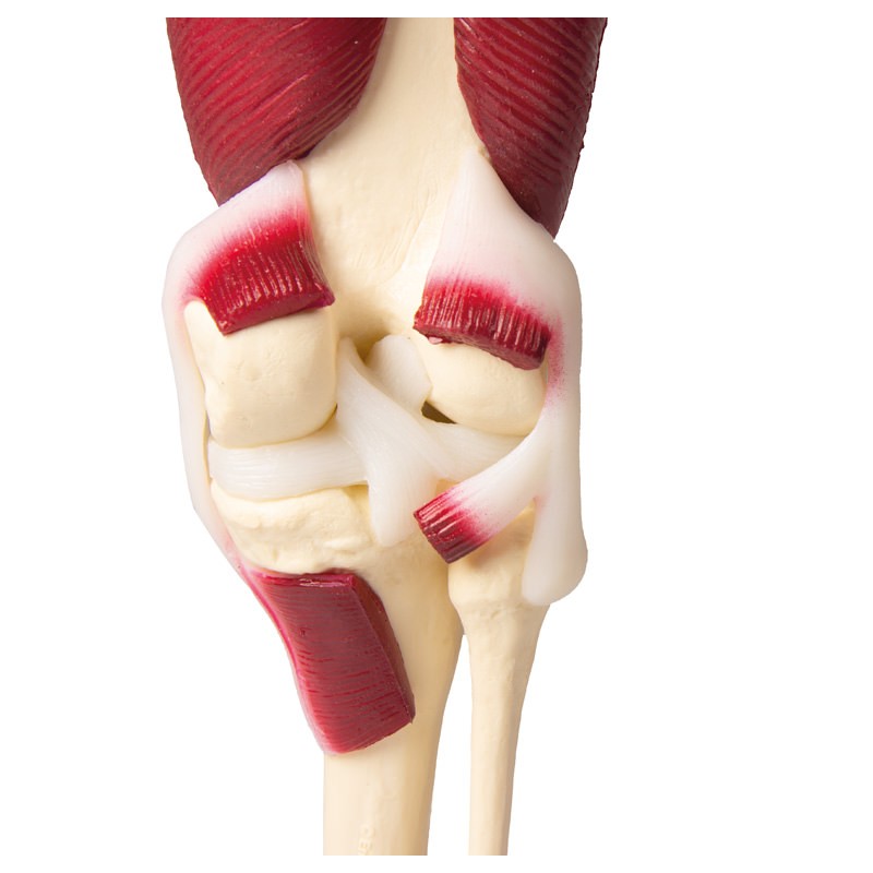 detail of the Erler Zimmer Knee Joint Model with Muscles 4662