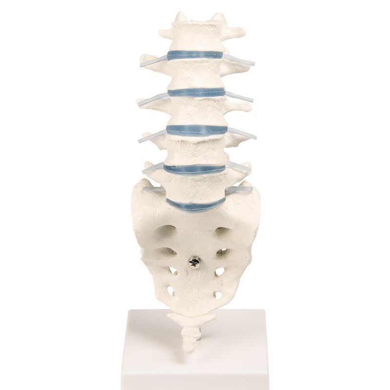 ErlerZimmer Lumbar Spine Model MedicalSupplies.co.uk