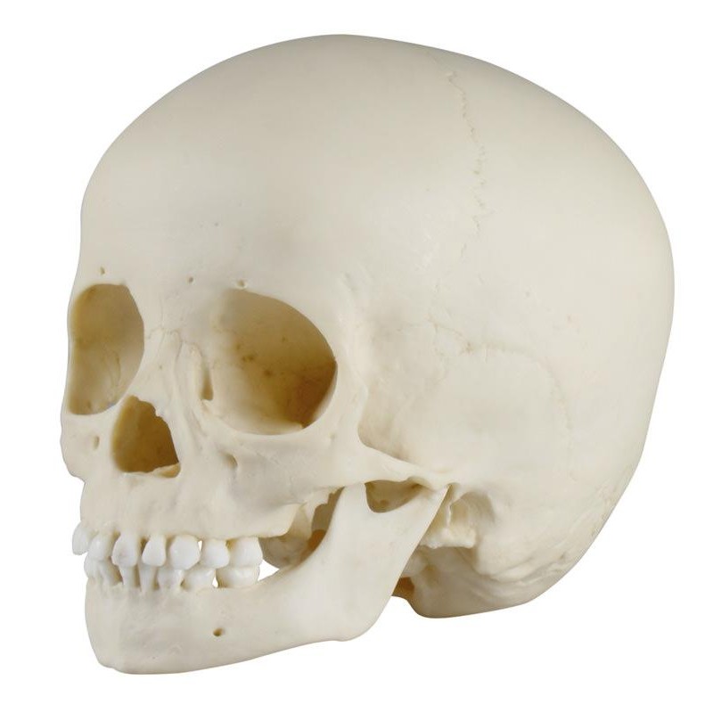 Erler-Zimmer Paediatric Infant Skull Model