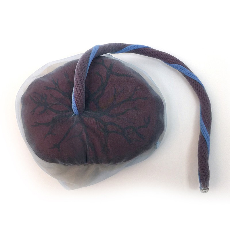 Placenta and Umbilical Cord Model - MedicalSupplies.co.uk