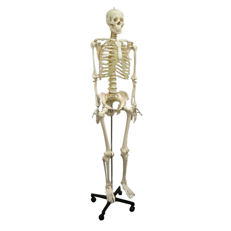 Anatomical Model Life-Size Skeleton
