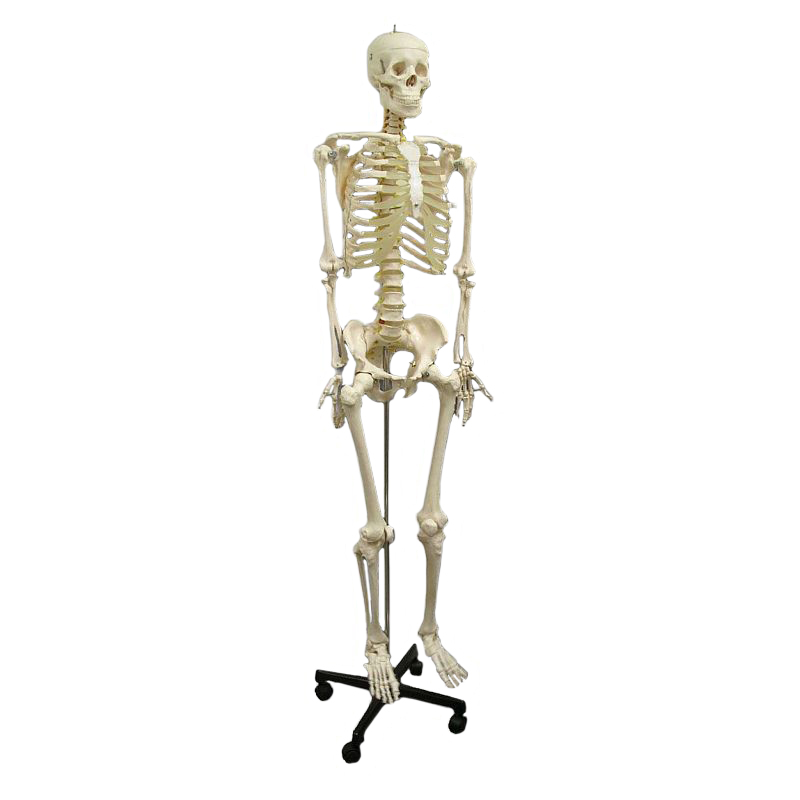 human skeleton model full size