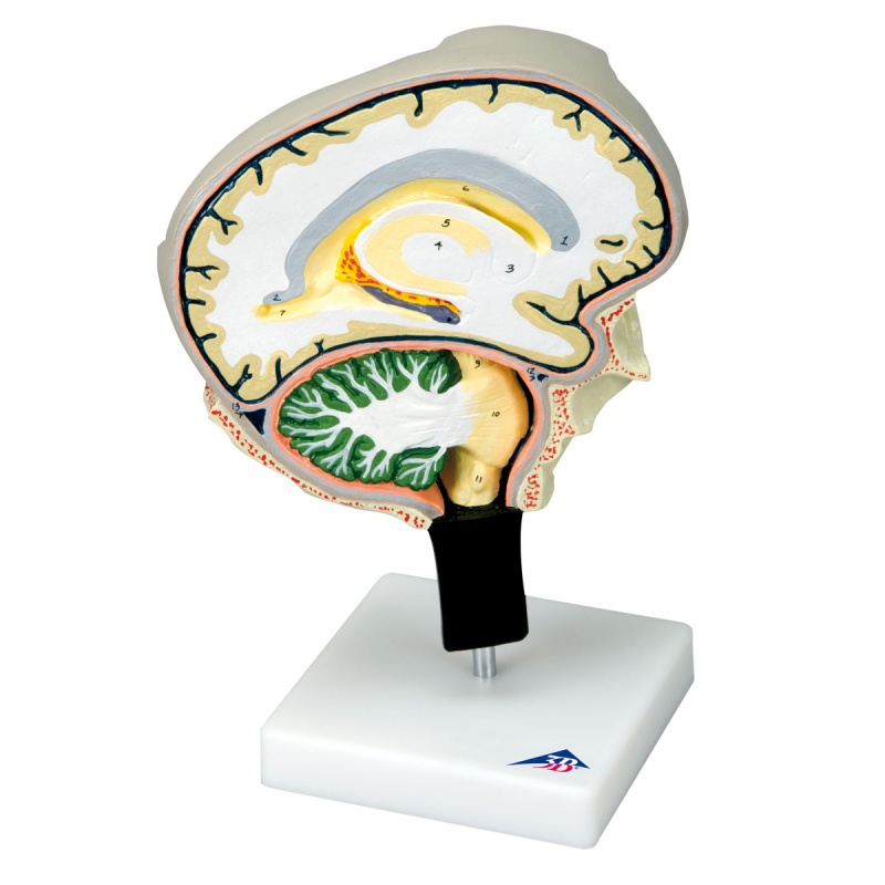 Brain Section Model - MedicalSupplies.co.uk