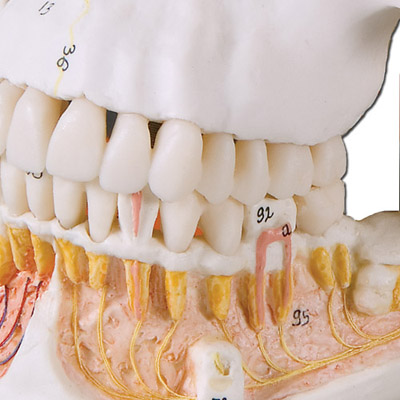 Classic Human Skull Model with Opened Lower Jaw (3-Part ...