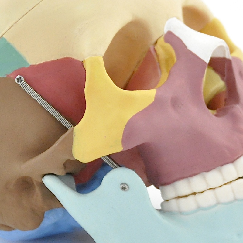 Coloured Skull Model for Teaching and Demonstration - MedicalSupplies.co.uk