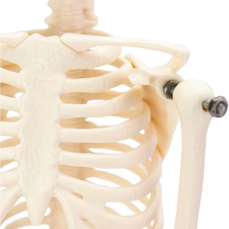 Desktop Mini Skeleton Model - MedicalSupplies.co.uk