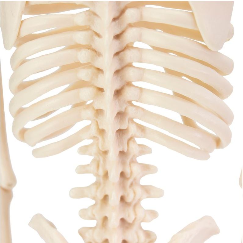 Desktop Mini Skeleton Model - MedicalSupplies.co.uk