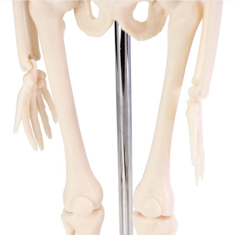 Desktop Mini Skeleton Model - MedicalSupplies.co.uk