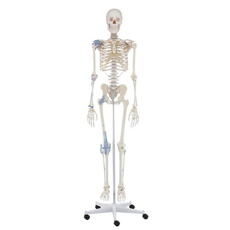 ErlerZimmer Full Size Model Skeleton MedicalSupplies.co.uk