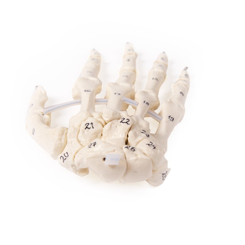 Numbered Skeleton Hand Model - MedicalSupplies.co.uk