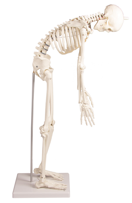 Miniature Skeleton Bending Forwards