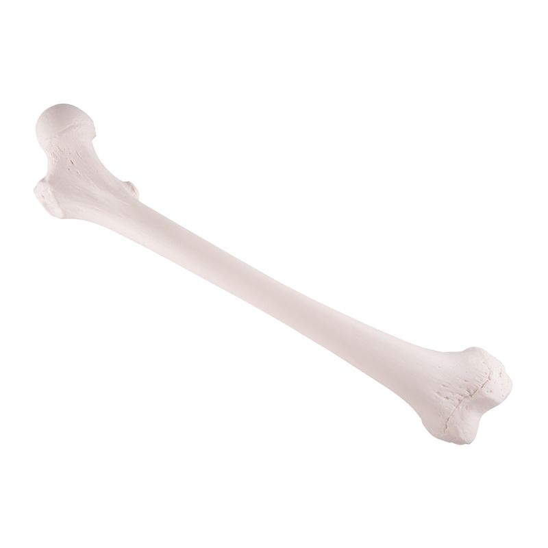 Femur Bone Replica - MedicalSupplies.co.uk
