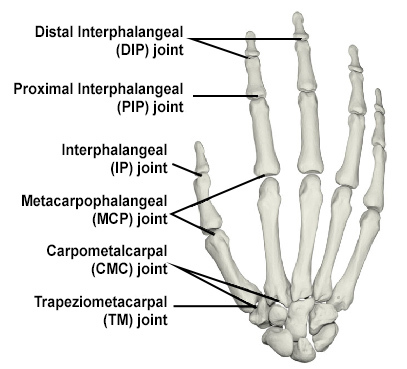 Finger Joint Location Image