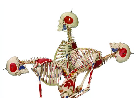 Rudiger Super-Duper Anatomical Model 