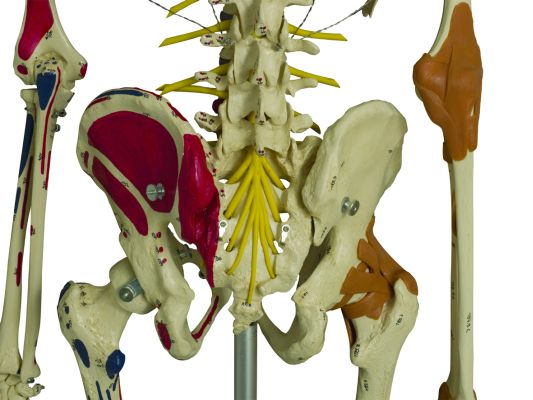 Highlighted Areas on the Rudiger Super Duper Model Skeleton