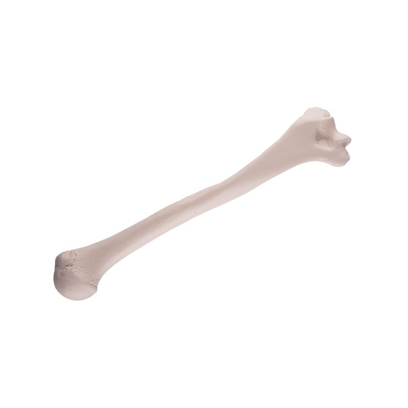 Humerus Bone Replica - MedicalSupplies.co.uk
