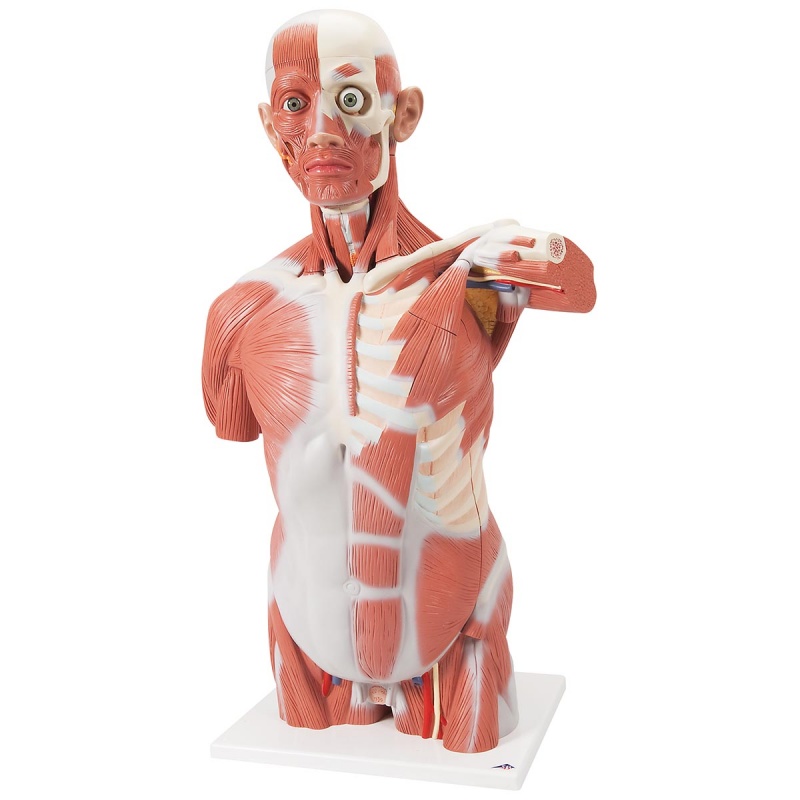 LifeSize Muscle Torso (27Part) MedicalSupplies.co.uk