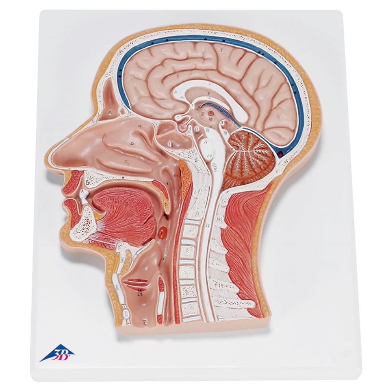 Median Section of the Head Model - MedicalSupplies.co.uk