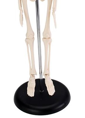 The Metal Pole Stand Enables the Skeleton to Stand Unattended