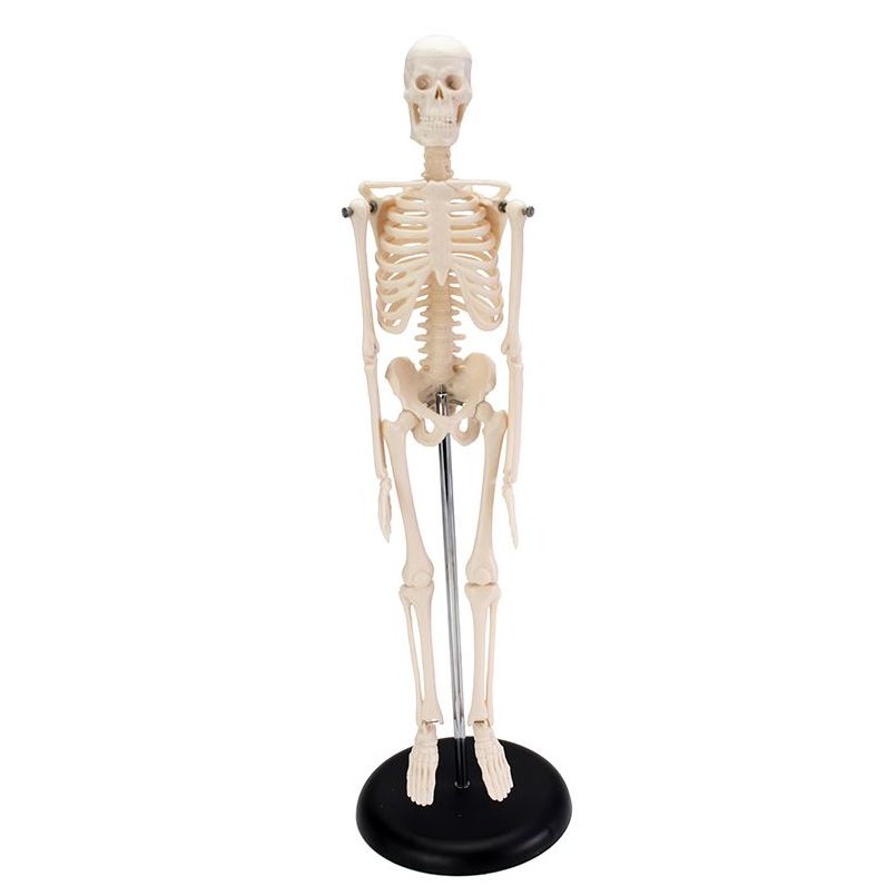 Desktop Mini Skeleton