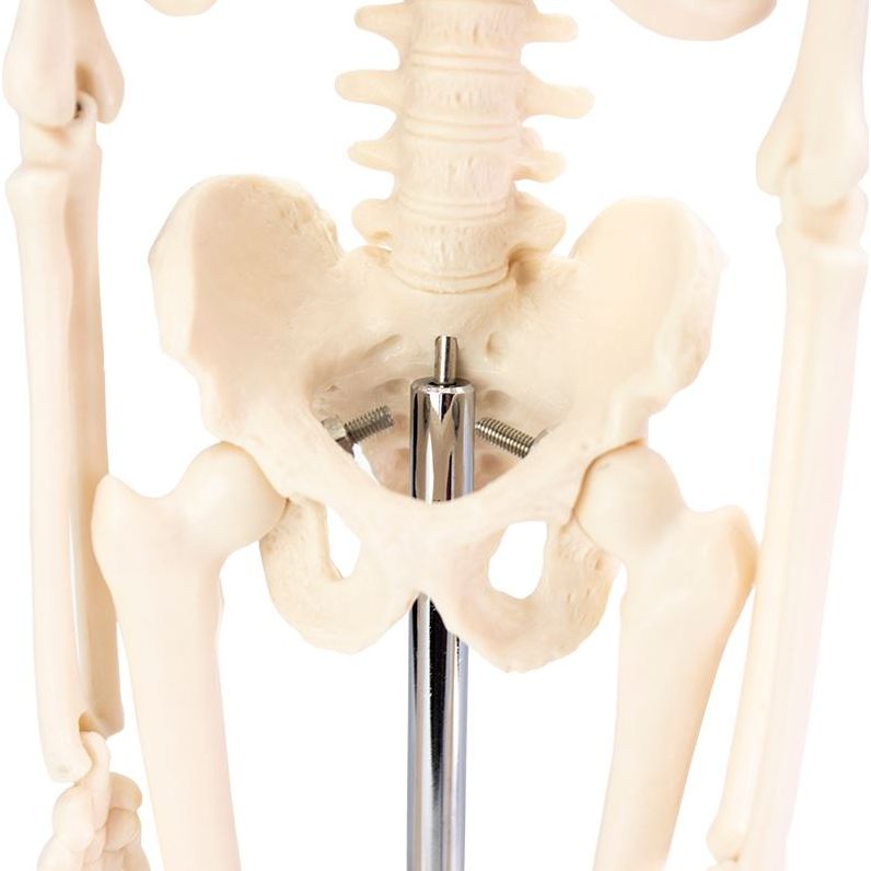 The Desktop Mini Skeleton's Pelvis