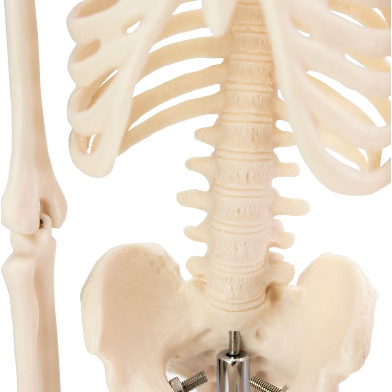 The incredible detail of the Model Skeleton