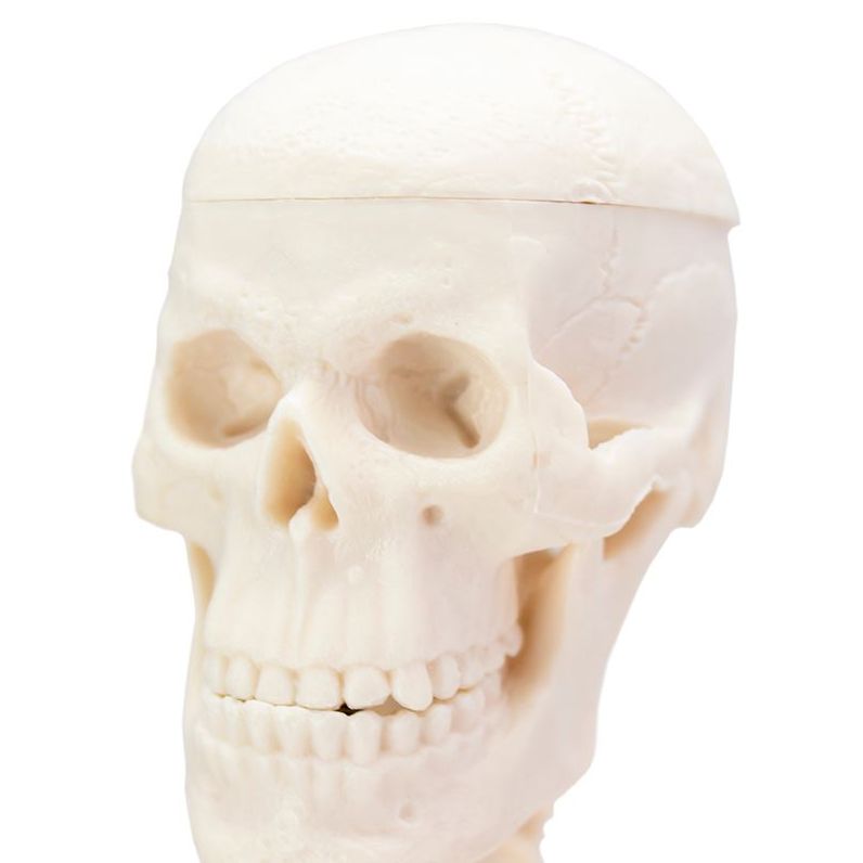 The Desktop Mini Skeleton's Skull