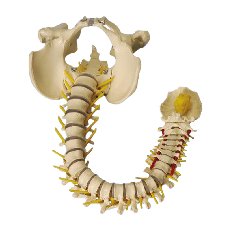 Rudiger Extra Flexible Spine Model - MedicalSupplies.co.uk