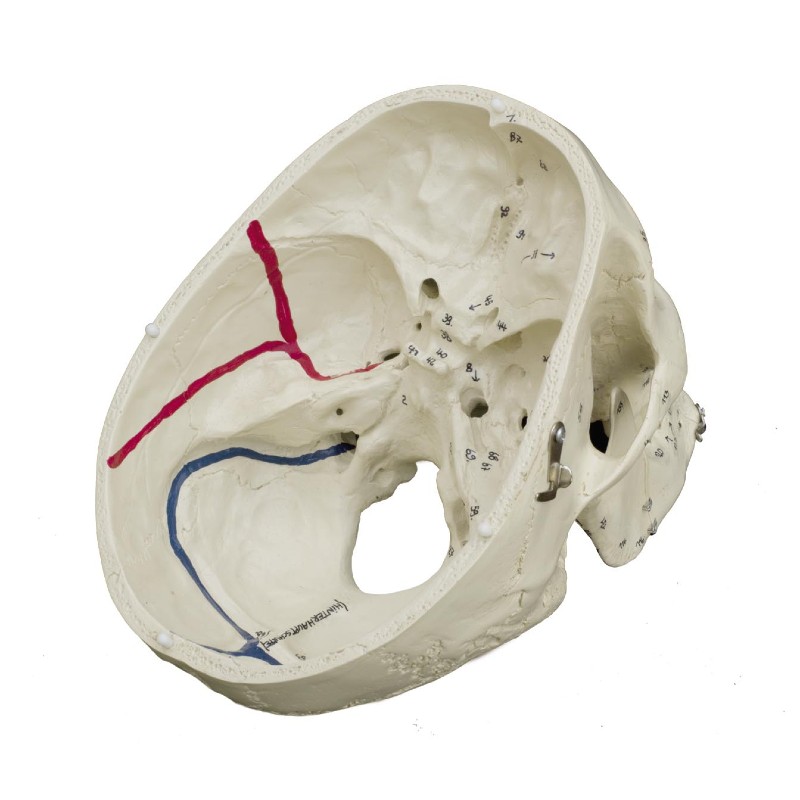 Rudiger Skull Model with Muscle Painting - MedicalSupplies.co.uk